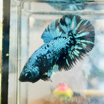 Plakat Blue Avarta Male Betta 024