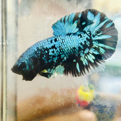 Plakat Blue Avarta Male Betta 024