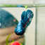 Plakat Blue Avarta Male Betta 069