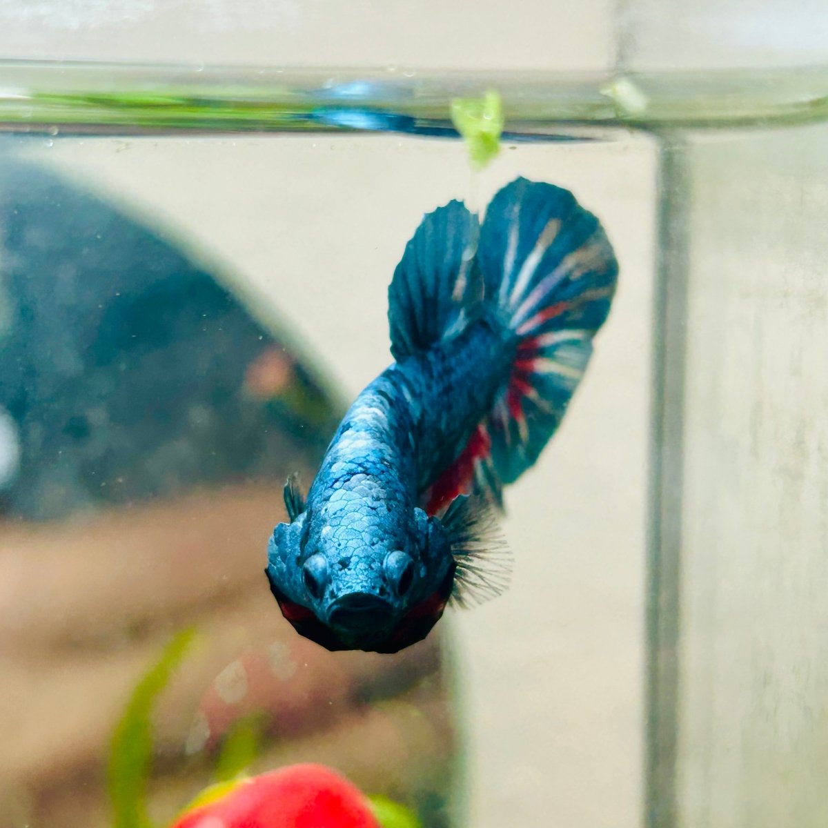 Plakat Blue Avarta Male Betta 069