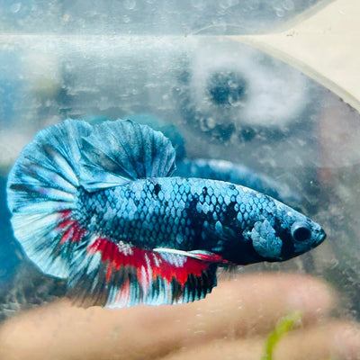 Plakat Blue Avarta Male Betta 069