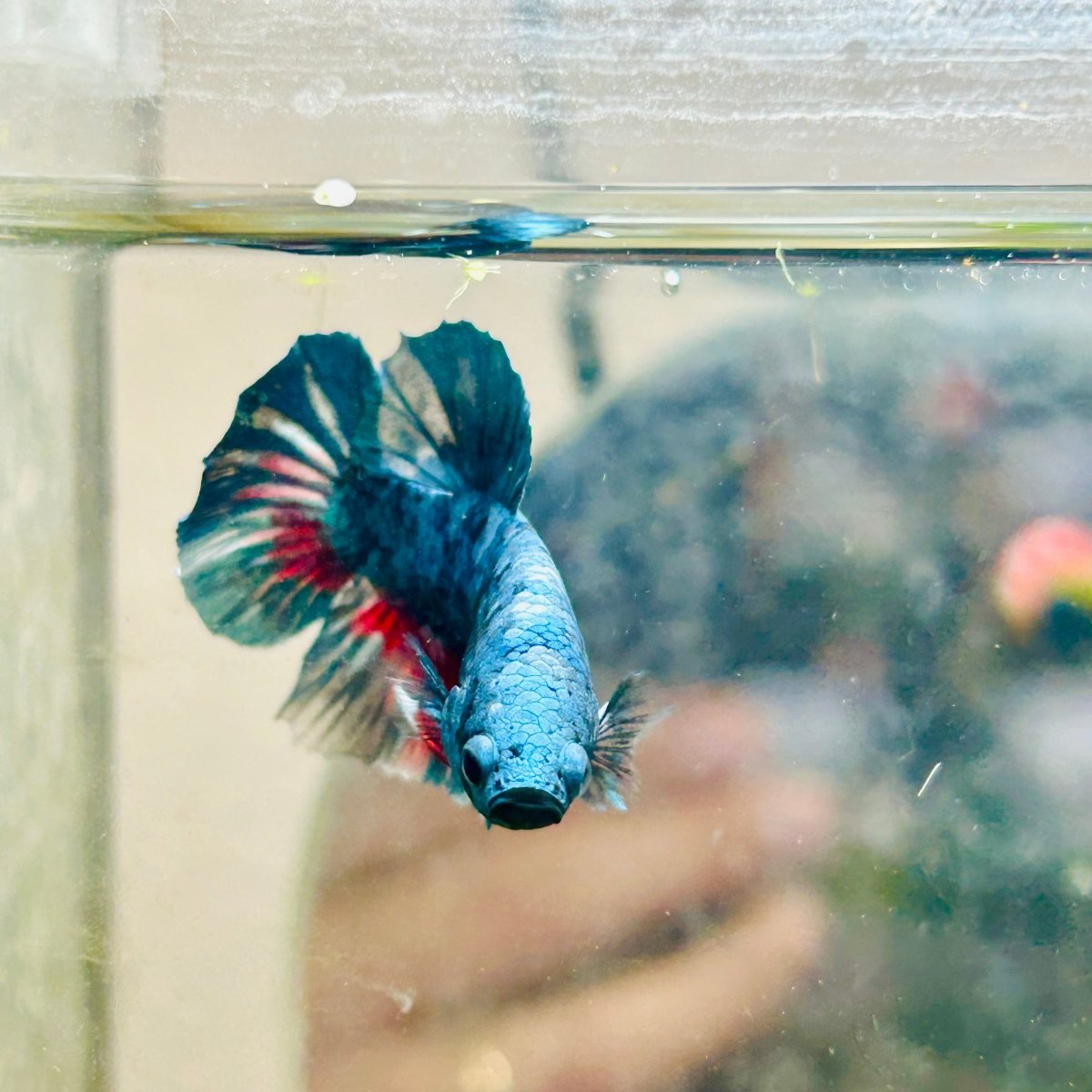 Plakat Blue Avarta Male Betta 069