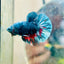 Plakat Blue Avarta Male Betta 069