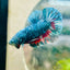Plakat Blue Avarta Male Betta 069