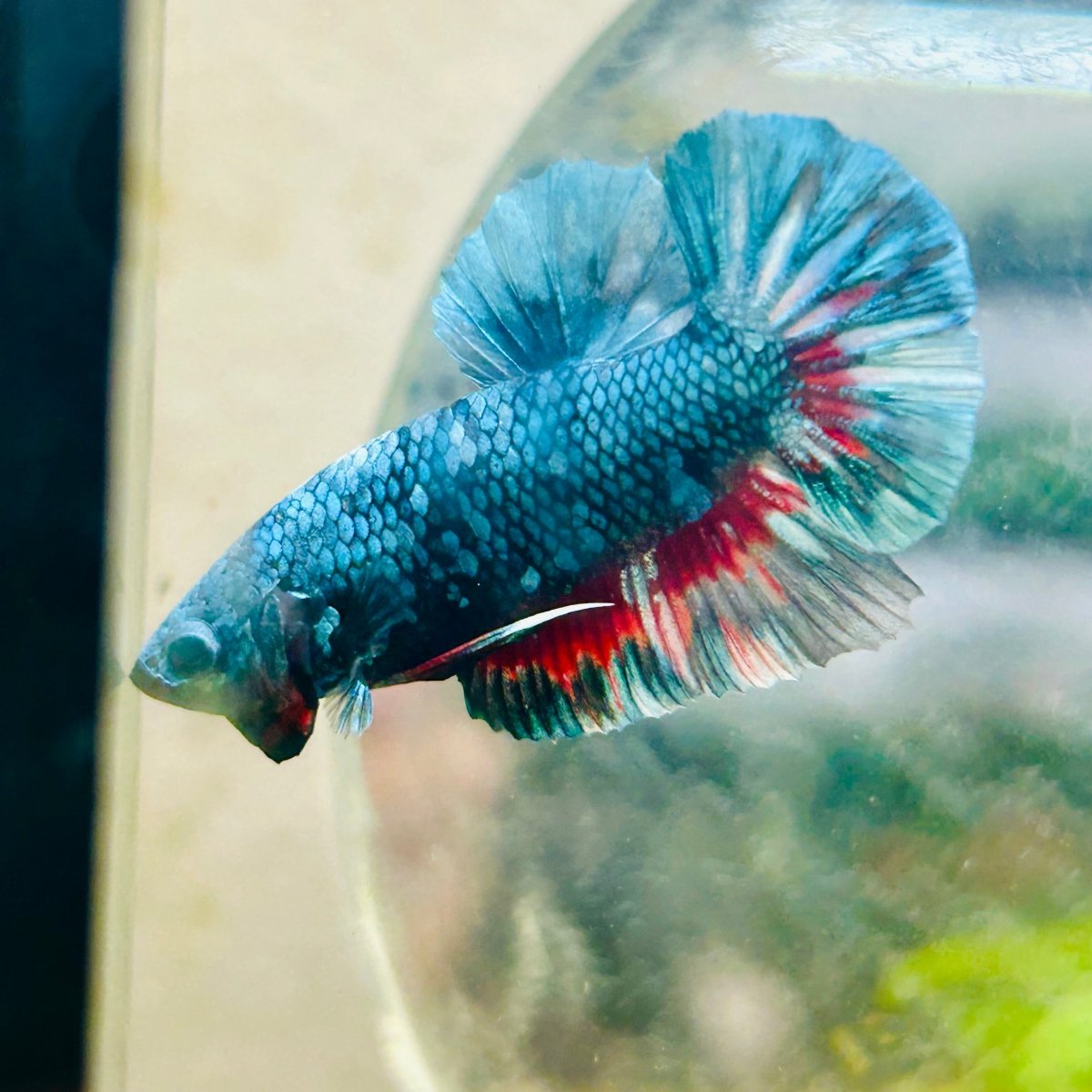 Plakat Blue Avarta Male Betta 069