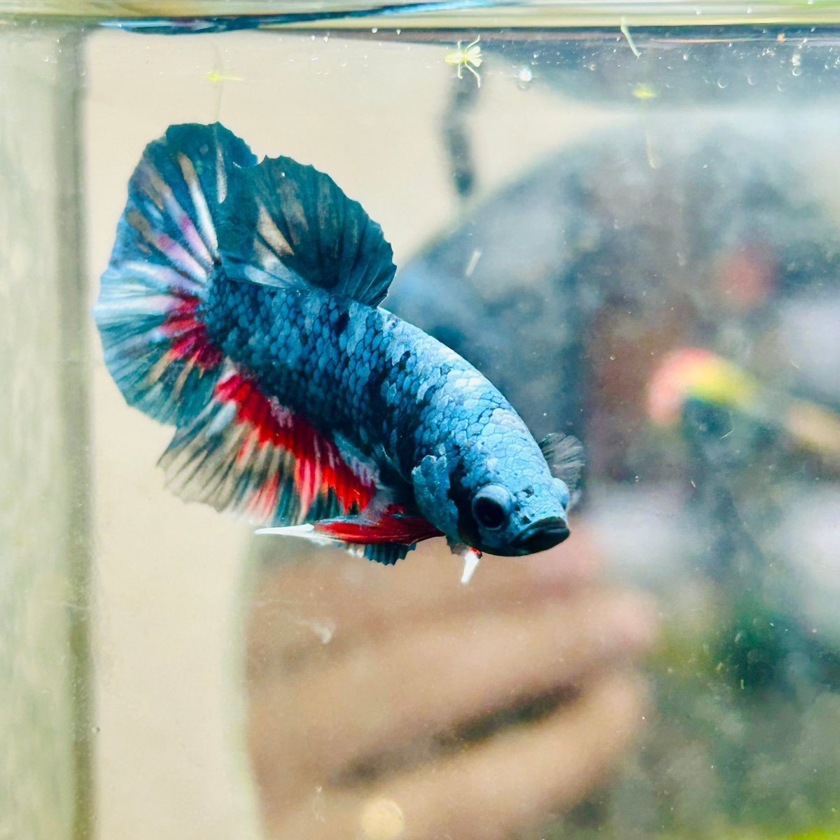 Plakat Blue Avarta Male Betta 069