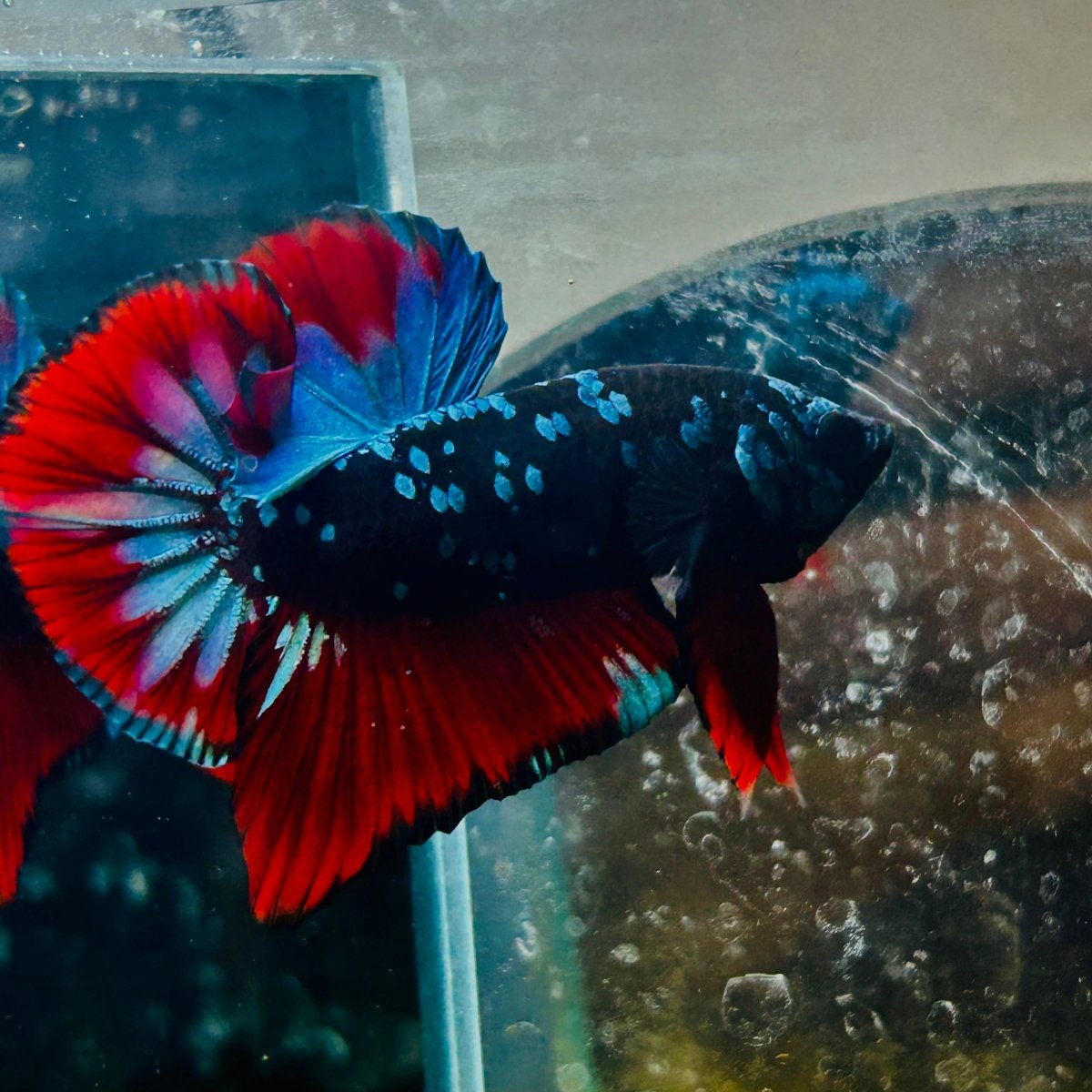 Plakat Blue Avatar Male Betta #077