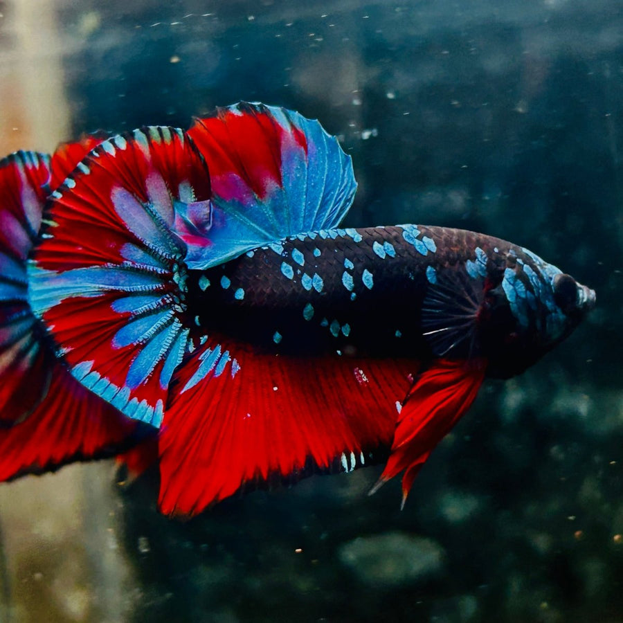 Plakat Blue Avarta Male Betta 077 Male betta