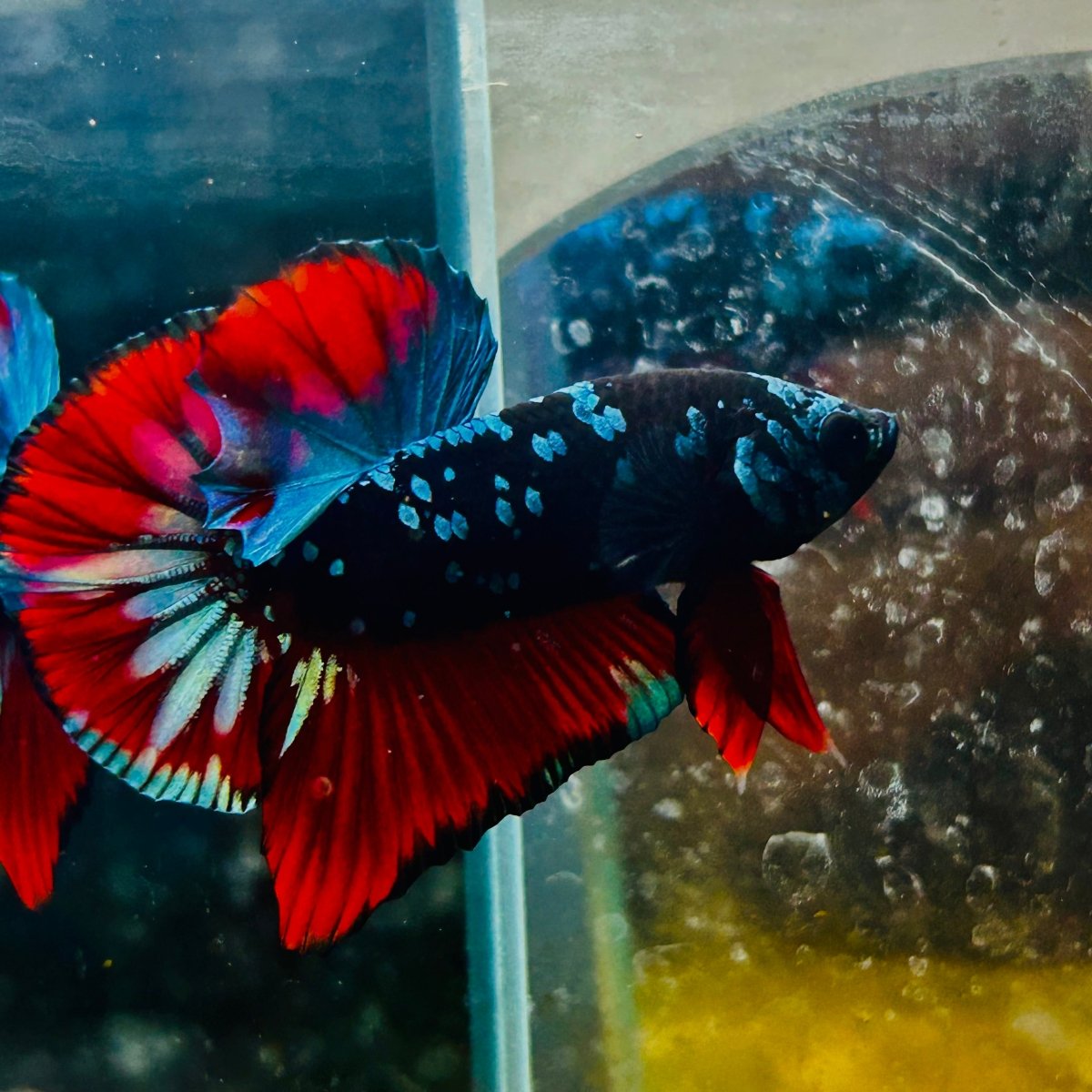 Plakat Blue Avatar Male Betta #077
