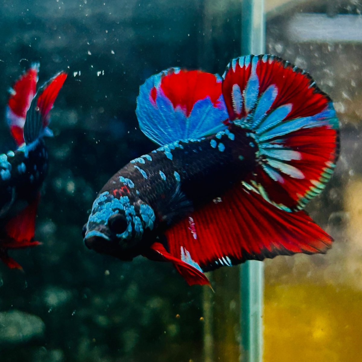 Plakat Blue Avatar Male Betta #077