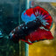 Plakat Blue Avarta Male Betta 077 Male betta