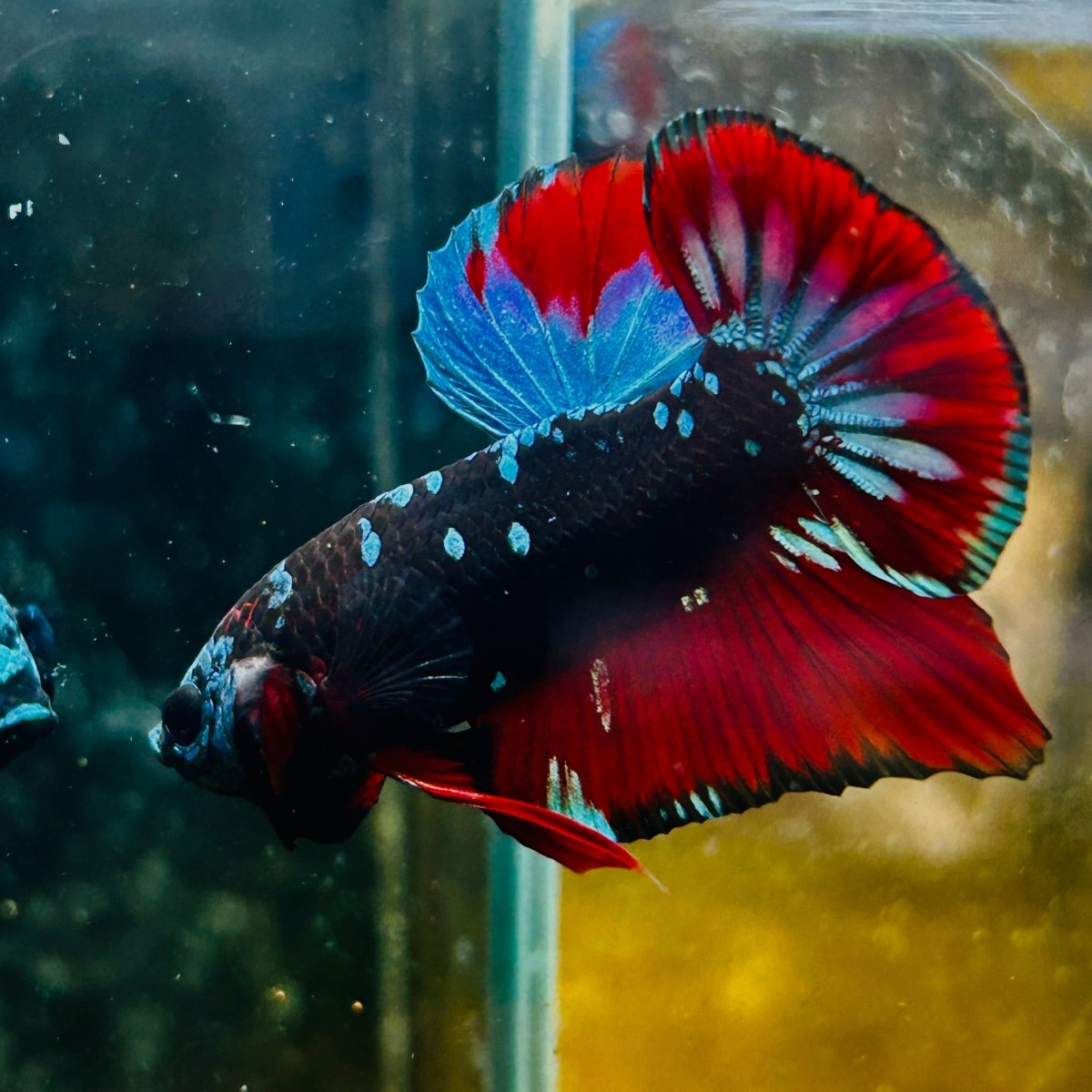 Plakat Blue Avatar Male Betta #077