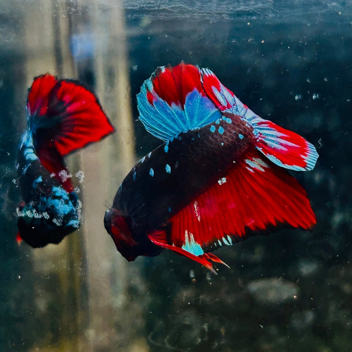 Plakat Blue Avatar Male Betta #077