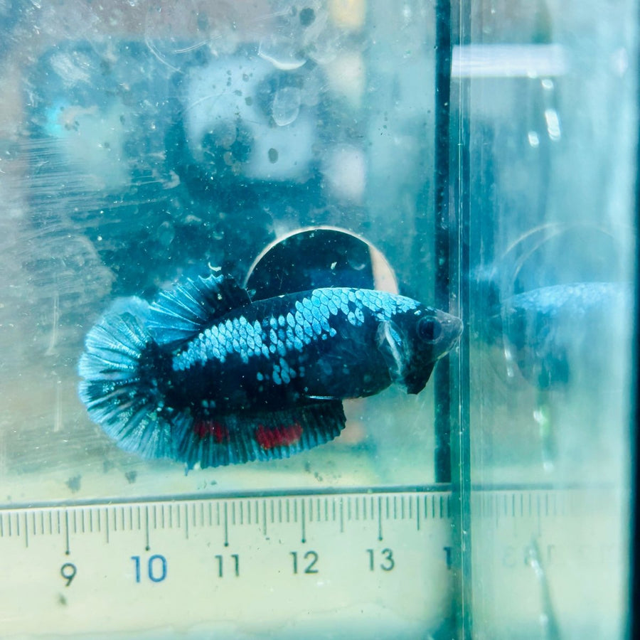 Plakat Blue Avatar Female Betta Au03 Female betta