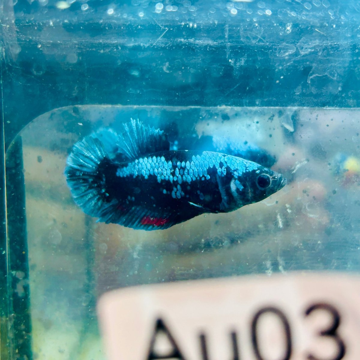 Plakat Blue Avatar Female Betta #Au03