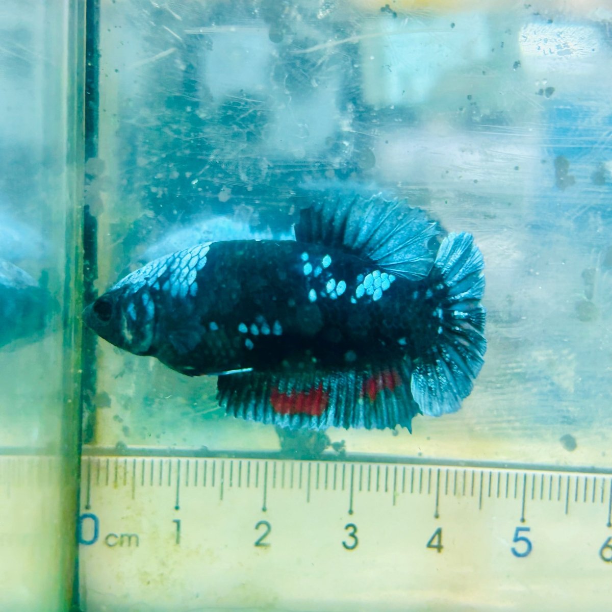 Plakat Blue Avatar Female Betta #Au03