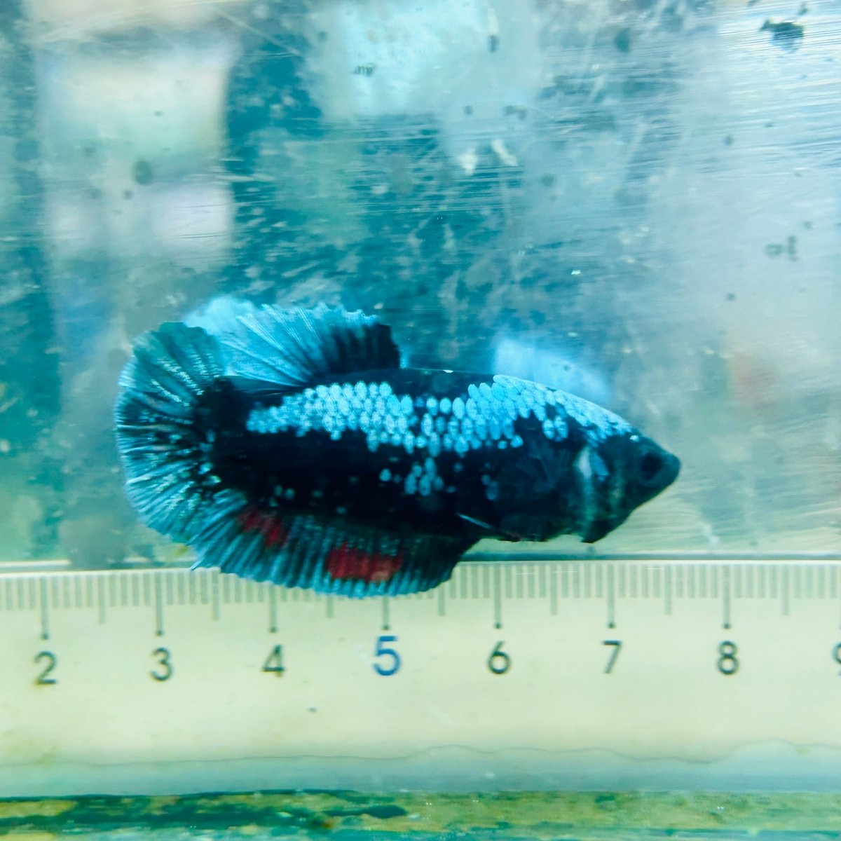 Plakat Blue Avatar Female Betta #Au03