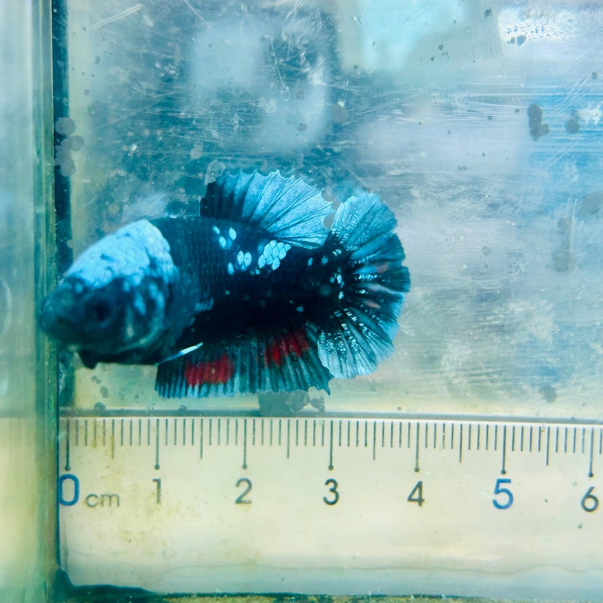 Plakat Blue Avatar Female Betta #Au03