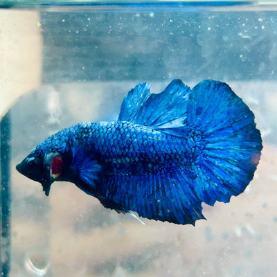 Plakat Blue Avatar Male Betta 064 Male betta