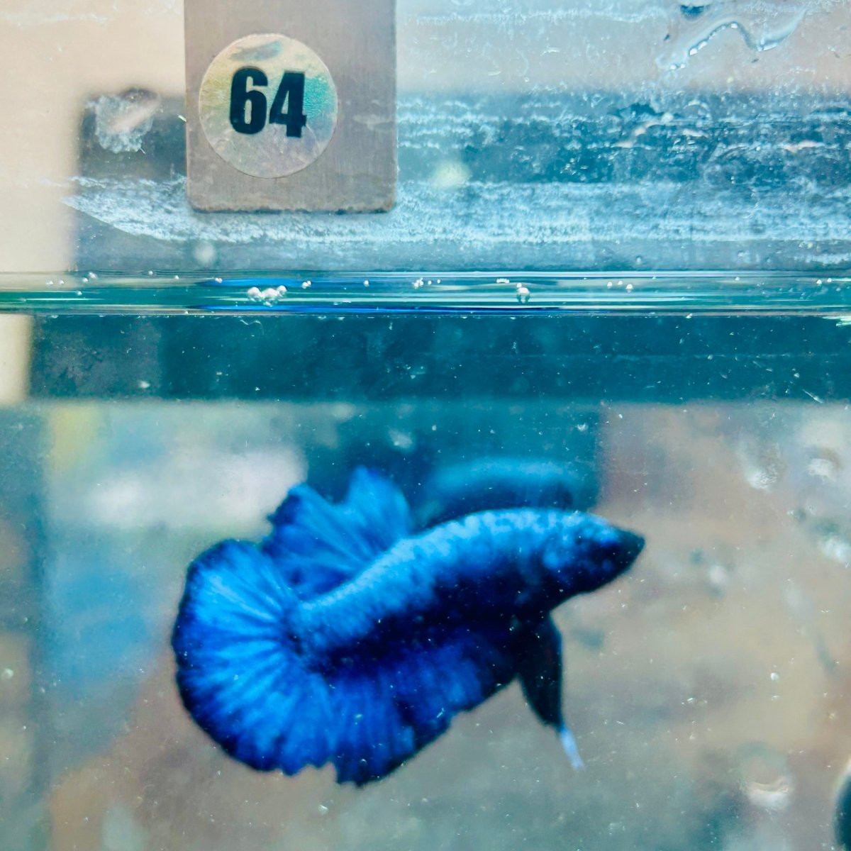 Plakat Blue Avatar Male Betta 064 Male betta