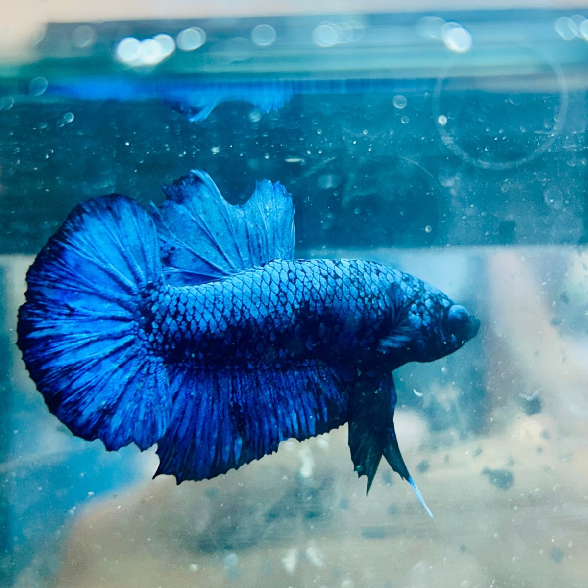 Plakat Blue Avatar Male Betta 064 Male betta