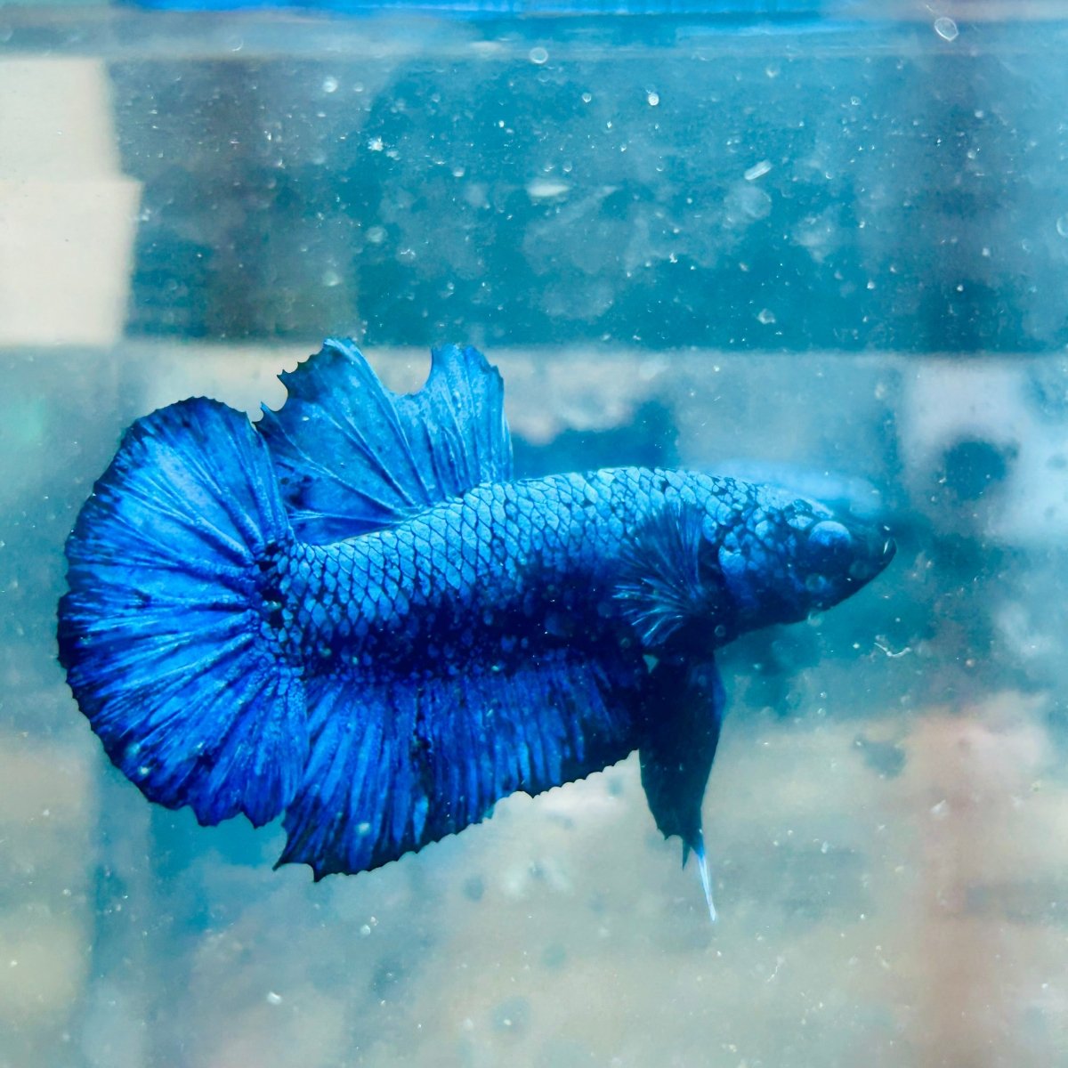 Plakat Blue Avatar Male Betta #064