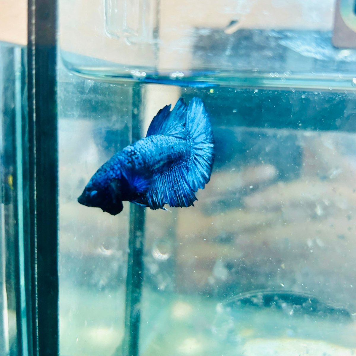 Plakat Blue Avatar Male Betta 064 Male betta