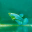 Plakat Blue Green Eye Female Betta Ma40