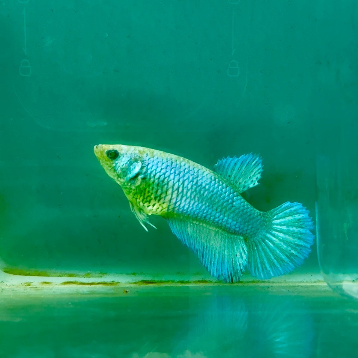 Plakat Blue Green Eye Female Betta Ma40