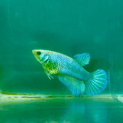 Plakat Blue Green Eye Female Betta Ma40