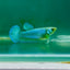 Plakat Blue Green Eye Female Betta Ma40