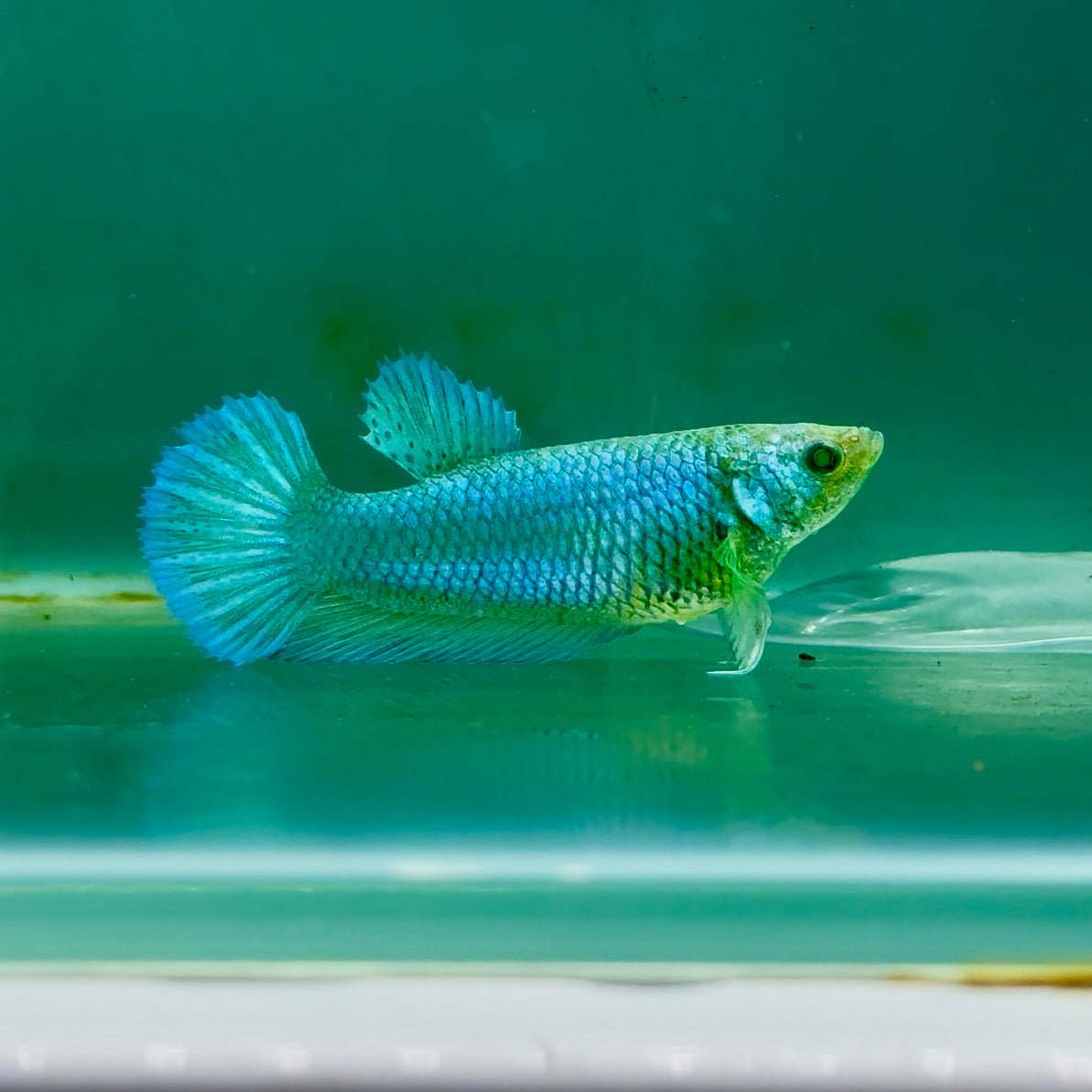 Plakat Blue Green Eye Female Betta Ma40