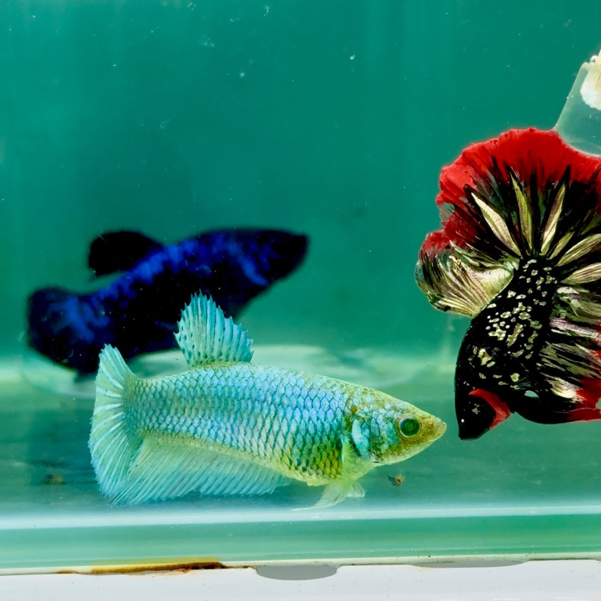 Plakat Blue Green Eye Female Betta Ma40