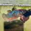 Plakat Blue Green Eye Female Betta UNS - 20