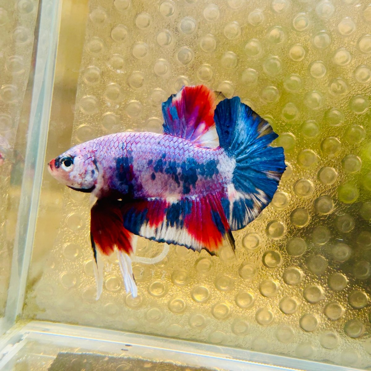 Plakat Blue Koi Candy Male Betta 026 Live Betta Fish Male betta