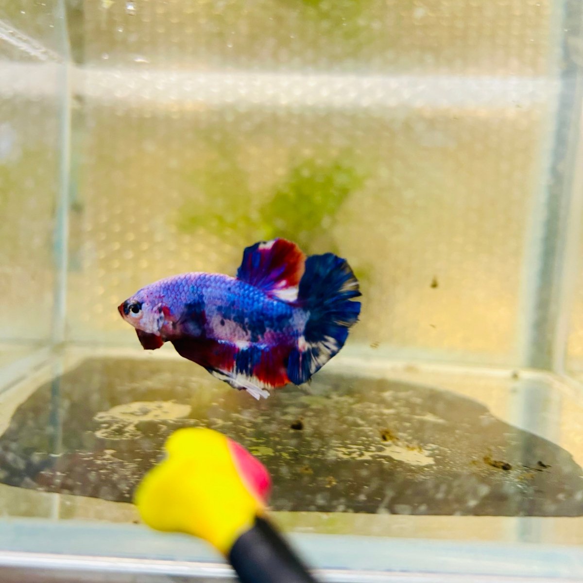 Plakat Blue Koi Candy Male Betta 026 Live Betta Fish Male betta