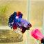Plakat Blue Koi Candy Male Betta 026 Live Betta Fish Male betta
