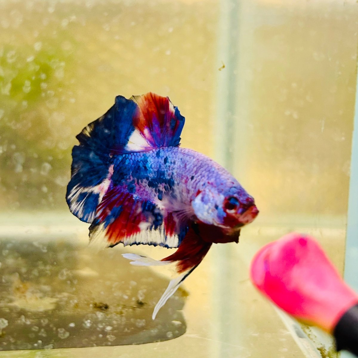 Plakat Blue Koi Candy Male Betta 026 Live Betta Fish Male betta