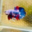 Plakat Blue Koi Candy Male Betta 026 Live Betta Fish Male betta