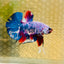 Plakat Blue Koi Candy Male Betta 026 Live Betta Fish Male betta