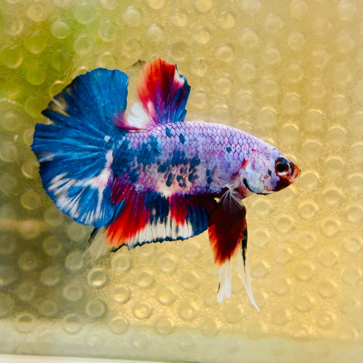 Plakat Blue Koi Candy Male Betta 026 Live Betta Fish Male betta