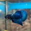 Plakat Blue Male Betta