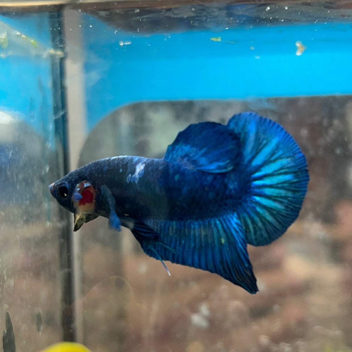 Plakat Blue Male Betta