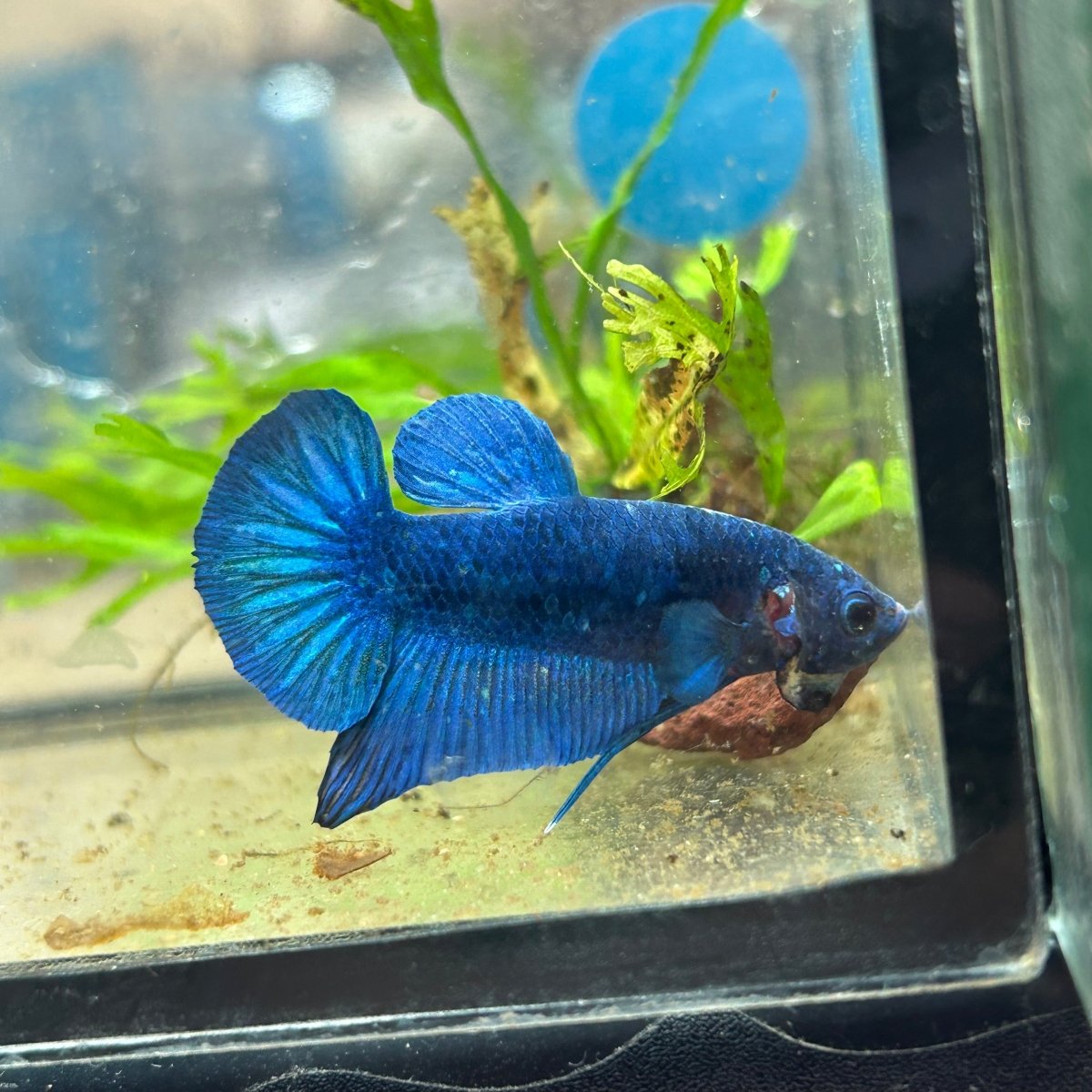Plakat Blue Male Betta
