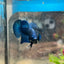 Plakat Blue Male Betta