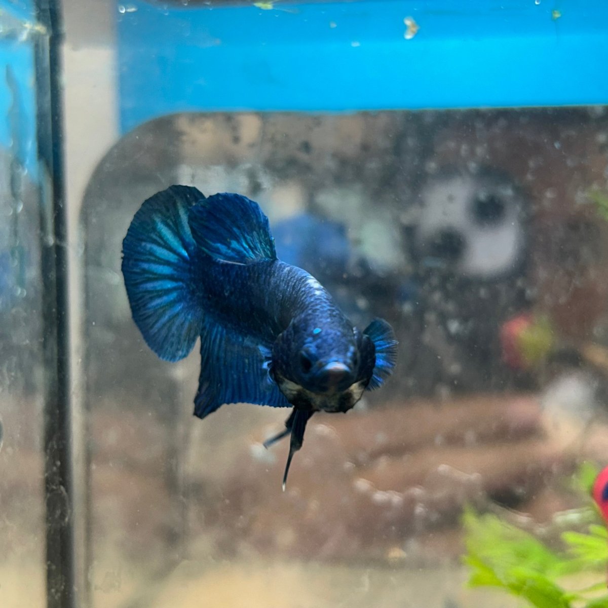 Plakat Blue Male Betta