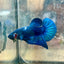 Plakat Blue Male Betta
