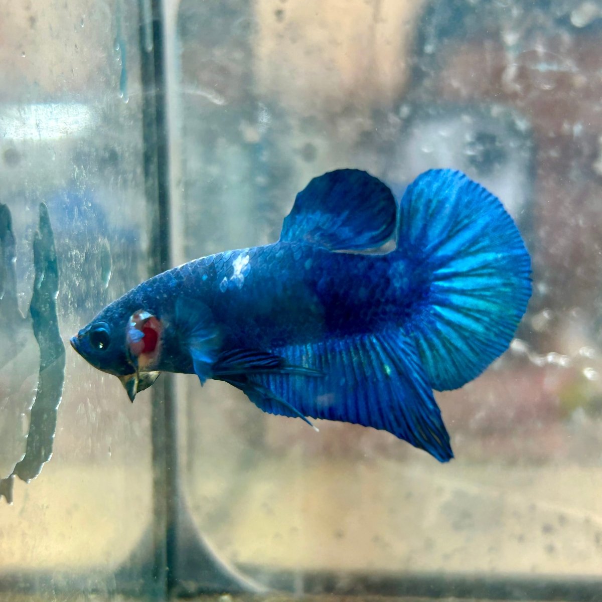 Plakat Blue Male Betta