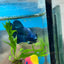 Plakat Blue Male Betta