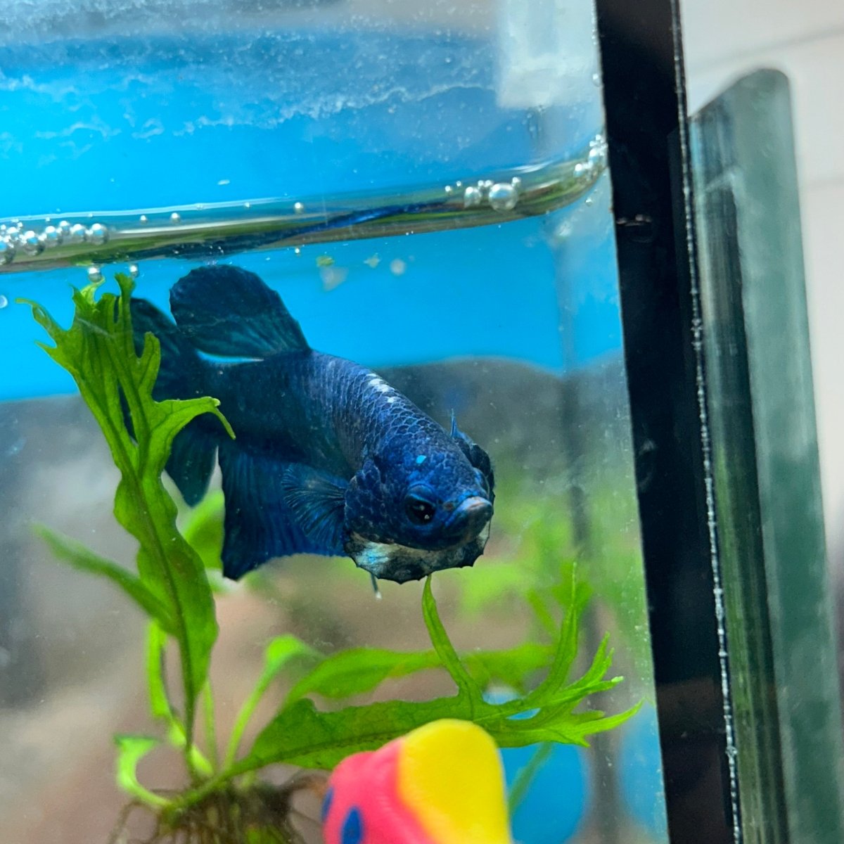 Plakat Blue Male Betta